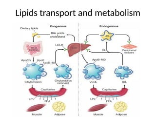 Lipids transport and metabolism
 