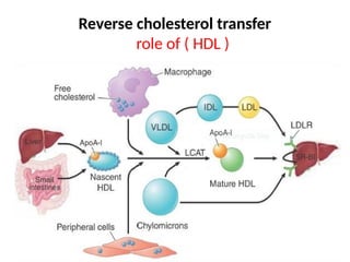 Reverse cholesterol transfer
role of ( HDL )
 