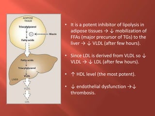 • It is a potent inhibitor of lipolysis in
adipose tissues → ↓ mobilization of
FFAs (major precursor of TGs) to the
liver → ↓ VLDL (after few hours).
• Since LDL is derived from VLDL so ↓
VLDL → ↓ LDL (after few hours).
• ↑ HDL level (the most potent).
• ↓ endothelial dysfunction →↓
thrombosis.
 