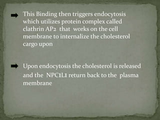 Upon endocytosis the cholesterol is released
and the NPC1L1 return back to the plasma
membrane
This Binding then triggers endocytosis
which utilizes protein complex called
clathrin AP2 that works on the cell
membrane to internalize the cholesterol
cargo upon
 