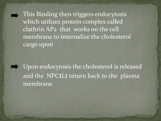 Now the cholesterol absorption inhibitors
simply binds to NPC1L1 and inhibits its ability
to intract with clathrin AP2 com...