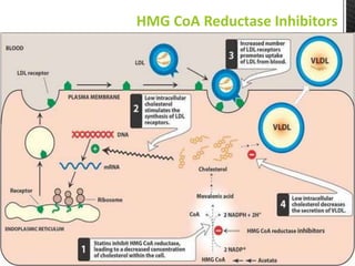 HMG CoA Reductase Inhibitors
 