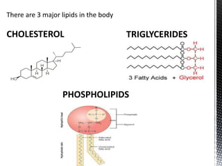 There are 3 major lipids in the body
CHOLESTEROL TRIGLYCERIDES
PHOSPHOLIPIDS
 