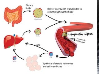 Dietary
lipids Deliver energy rich triglycerides to
cells throughout the body
Synthesis of steroid hormones
and cell membrane
50%
 