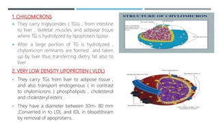 1. CHYLOMICRONS
 They carry triglycerides ( TGs) , from intestine
to liver , skeletal ,muscles and adipose tissue
where TG is hydrolyzed by lipoprotein lipase .
 After a large portion of TG is hydrolyzed ,
chylomicron remnants are formed and taken
up by liver thus transferring dietry fat also to
liver .
2. VERY LOW DENSITY LIPOPROTIEN ( VLDL)
 They carry TGs from liver to adipose tissue ,
and also transport endogenous ( in contrast
to chylomicrons ) phospholipids , cholesterol
and cholesteryl esters .
 They have a diameter between 30m- 80 mm
,Converted in to LDL and IDL in bloodstream
by removal of apoprotiens .
 