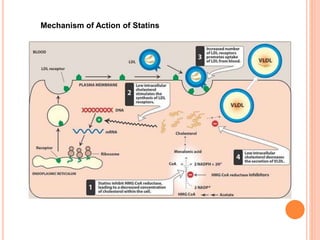 Mechanism of Action of Statins
 