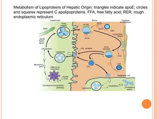 Metabolism of Lipoproteins of Hepatic Origin; triangles indicate apoE; circles
and squares represent C apolipoproteins. FFA, free fatty acid; RER, rough
endoplasmic reticulum
 
