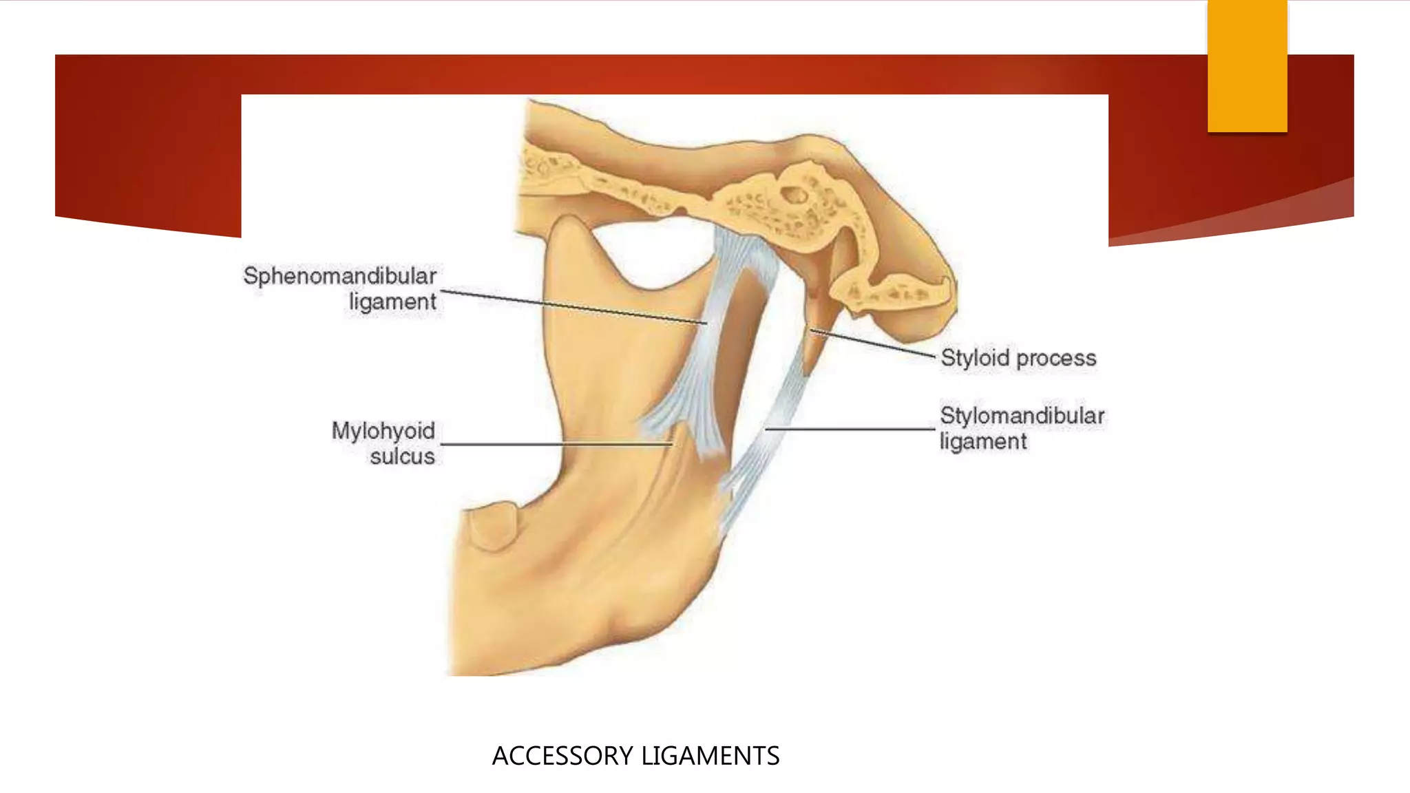 ACCESSORY LIGAMENTS
 