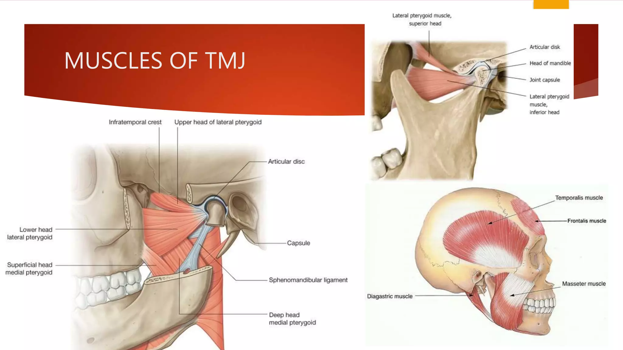 MUSCLES OF TMJ
 