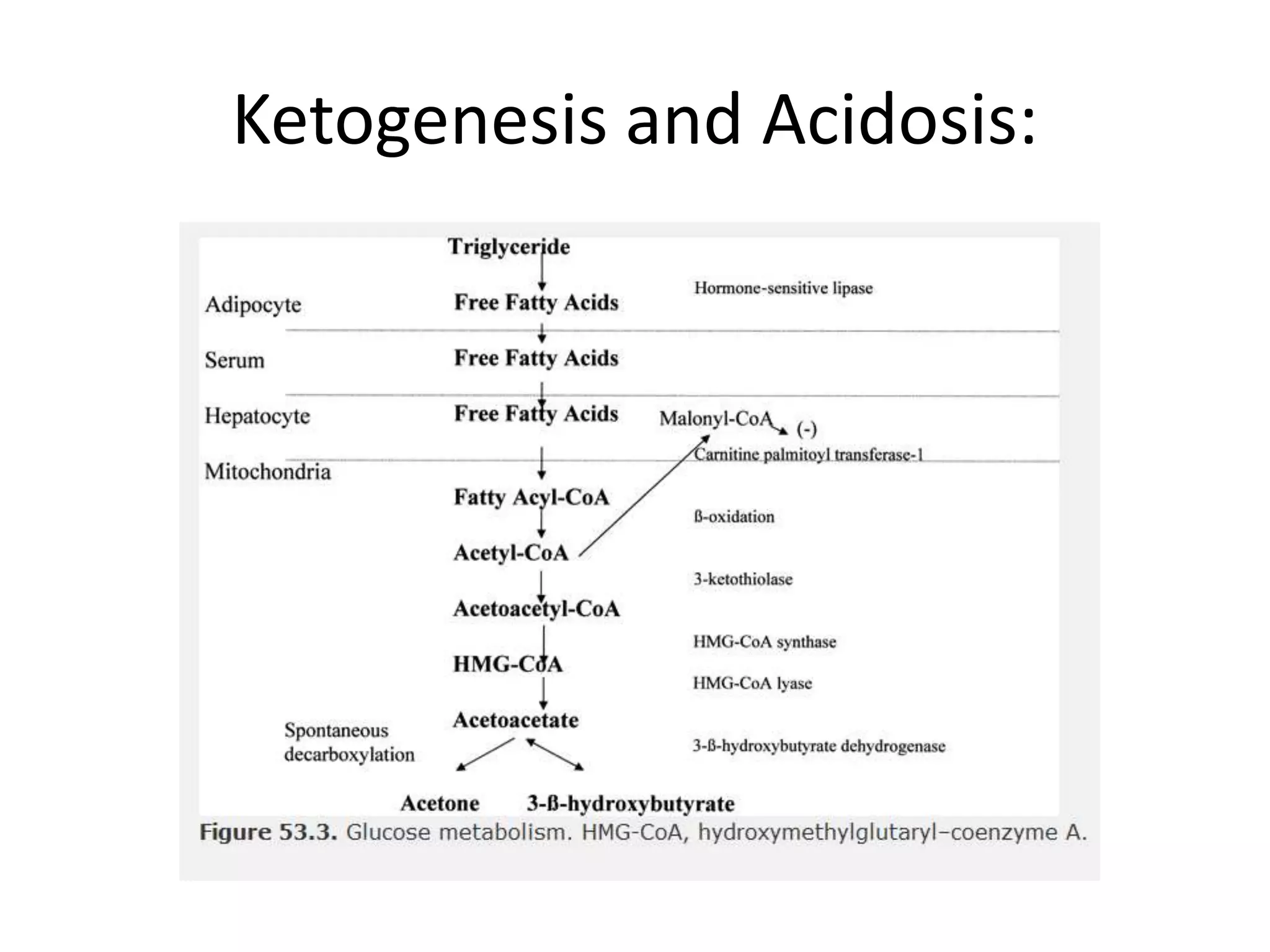 Ketogenesis and Acidosis:
 