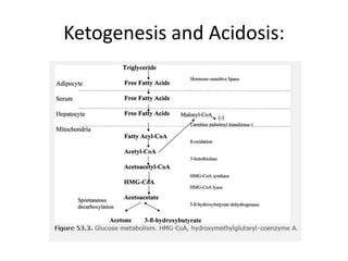 Ketogenesis and Acidosis:
 