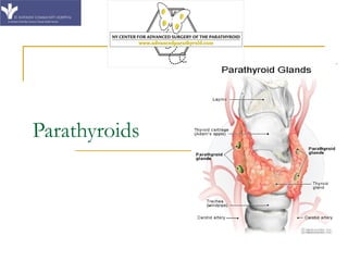 Parathyroids 