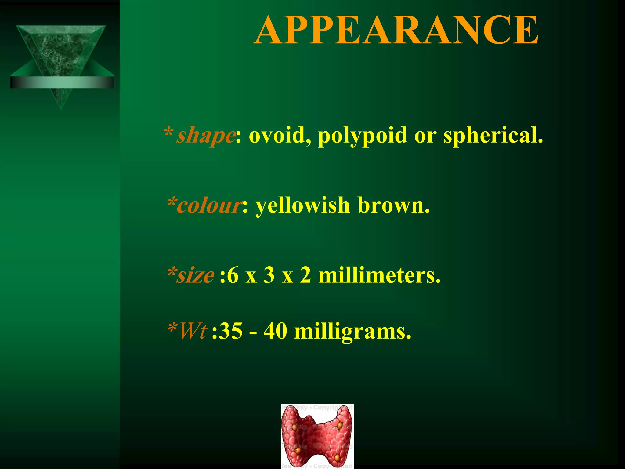 APPEARANCE
*shape: ovoid, polypoid or spherical.
*colour: yellowish brown.
*size :6 x 3 x 2 millimeters.
*Wt :35 - 40 milligrams.
 