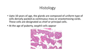 Histology
• Upto 10 years of age, the glands are composed of uniform type of
cells densely packed as continuous mass or anastomosing cords.
These cells are designated as chief or principal cells.
• At the age of puberty, oxyphil cells appear
 
