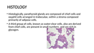 HISTOLOGY
• Histologically, parathyroid glands are composed of chief cells and
oxyphil cells arranged in trabeculae, within a stroma composed
primarily of adipose cells.
• A third group of cells, known as water-clear cells, also are derived
from chief cells, are present in small numbers, and are rich in
glycogen.
 