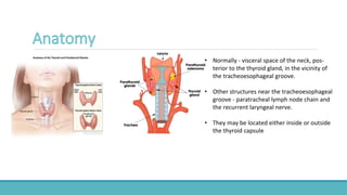 • Normally - visceral space of the neck, pos-
terior to the thyroid gland, in the vicinity of
the tracheoesophageal groove.
• Other structures near the tracheoesophageal
groove - paratracheal lymph node chain and
the recurrent laryngeal nerve.
• They may be located either inside or outside
the thyroid capsule
 