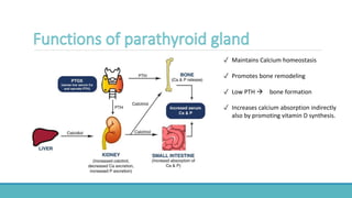 ✓ Maintains Calcium homeostasis
✓ Promotes bone remodeling
✓ Low PTH  bone formation
✓ Increases calcium absorption indirectly
also by promoting vitamin D synthesis.
 