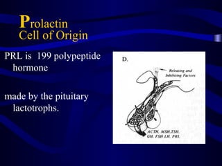 Prolactin
Cell of Origin
PRL is 199 polypeptide
hormone
made by the pituitary
lactotrophs.
 