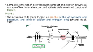 Hypersensitive response ( HR ) in plants | PPTX