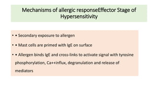 Mechanisms of allergic responseEffector Stage of
Hypersensitivity
• • Secondary exposure to allergen
• • Mast cells are primed with IgE on surface
• • Allergen binds IgE and cross-links to activate signal with tyrosine
phosphorylation, Ca++influx, degranulation and release of
mediators
 