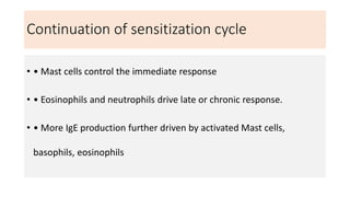 Continuation of sensitization cycle
• • Mast cells control the immediate response
• • Eosinophils and neutrophils drive late or chronic response.
• • More IgE production further driven by activated Mast cells,
basophils, eosinophils
 
