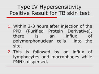 Type IV Hypersensitivity
Positive Result for TB skin test
1. Within 2-3 hours after injection of the
PPD (Purified Protein Derivative),
there is an influx of
polymorphonuclear cells into the
site.
2. This is followed by an influx of
lymphocytes and macrophages while
PMN’s dispersed.
 
