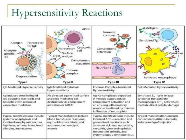 All Of The Following Are True Of Hypersensitivity Except Hypersensitivity
