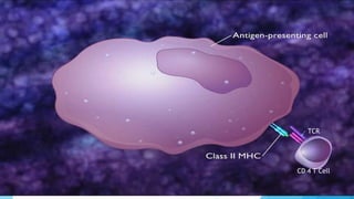 CD 4 T Cell
TCR
 