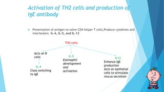 Activation of TH2 cells and production of
IgE antibody
 Presentation of antigen to naïve CD4 helper T cells,Produce cytokines and
interleukins IL-4, IL-5, and IL-13
TH2 cells
Acts on B
cells IL13
Enhance IgE
production
Acts on epithelial
cells to stimulate
mucus secretion
IL-5
Eosinophil
development
and
activation.
IL-4
Class switching
to IgE
 