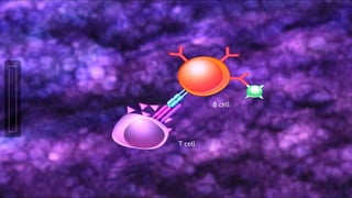 T cell
B cell
 