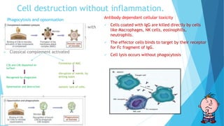 Cell destruction without inflammation.
Phagocytosis and opsonisation
 Responsible for depletion of cells coated with
antibody
 Cells opsonized by IgG are recognized by
Phagocyte Fc receptors
 Classical complement activated
Antibody dependant cellular toxicity
 Cells coated with IgG are killed directly by cells
like Macrophages, NK cells, eosinophills,
neutrophils.
 The effector cells binds to target by their receptor
for Fc fragment of IgG.
 Cell lysis occurs without phagocytosis
C3b and C4b deposited on
surface
Recognised by phagocytes
Opsonisation and destruction
Formation of MAC
disruption of memb. by
drilling holes
osmotic lysis of cells.
 