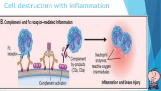 Cell destruction with inflammation
When antibodies deposit in fixed tissues, such as basement membranes and
extracellular matrix, the resultant injury is due to inflammation.
The deposited antibodies activate complement, generating by-products,
including chemotactic agents (mainly C5a), which direct the migration of
polymorphonuclear leukocytes and monocytes and anaphylatoxins (C3a and
C5a), which increase vascular permeability
release or generation of a variety of pro-inflammatory substances, including
prostaglandins, vasodilator peptides, and chemotactic substances
Damage of tissues by lysosomal enzymes, including proteases capable of
digesting basement membrane, collagen, elastin, and cartilage, and reactive
oxygen species.
 
