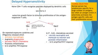 Delayed Hypersensitivity
Naive CD4+ T cells recognize peptides displayed by dendritic cells
secrete IL-2
autocrine growth factor to stimulate proliferation of the antigen-
responsive T cells.
TH1 TH17
cytokines produced by
APCs at the time of T-cell
activation
IL12
On repeated exposures cytokines and
IFNgamma released which
• activates macrophages
• Augments phagocytosis
• Secretes TNF,IL1,Chemokine
• Promotes inflammation
• IL12 amplifies TH1response
IL17 , IL22, chemokines secreted
• -recruits neutrophils and
monocyte to reaction and
promote inflammation
• - IL12 amplifiesTH17 response
CLONAL SELECTION
Normal person has
lymphocytes specific for a
large number of antigens,
but when an antigen enters it
selectively activates the
antigen specific cells and
their proliferation occurs
 