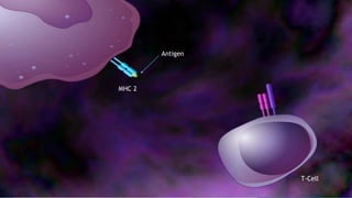 MHC 2
Antigen
T-Cell
 