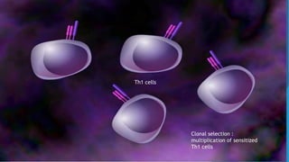 Th1 cells
Clonal selection :
multiplication of sensitized
Th1 cells
 