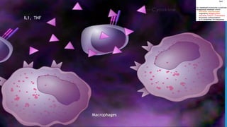 Macrophages
IL1, TNF
 