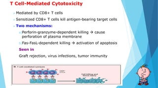 T Cell-Mediated Cytotoxicity
 Mediated by CD8+ T cells
 Sensitized CD8+ T cells kill antigen-bearing target cells
 Two mechanisms:
a)Perforin-granzyme-dependent killing  cause
perforation of plasma membrane
b)Fas-FasL-dependent killing  activation of apoptosis
Seen in
Graft rejection, virus infections, tumor immunity
 
