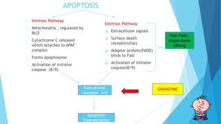 APOPTOSIS
o Intrinsic Pathway
o Mitochondria , regulated by
Bcl2
o Cytochrome C released
which attaches to APAF
complex
o Forms Apoptosome
o Activation of initiator
caspase (8/9)
Extrinsic Pathway
 Extracellular signals
 Surface death
receptors(fas)
 Adaptor protein(FADD)
binds to Fasl
 Activation of initiator
caspase(8/9)
Executional
cascpase 3/6
Apoptotic
fragmentation
GRANZYME
Fas-FasL-
dependent
killing
Fas-FasL-
dependent
killing
 
