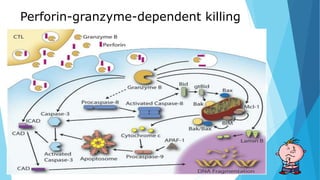 Perforin-granzyme-dependent killing
 