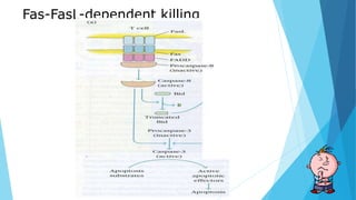 Fas-FasL-dependent killing
 