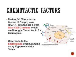 ▪ Eosinophil Chemotactic
Factors of Anaphylaxis
(ECF-A) are Released from
Mast Cell Granules which
are Strongly Chemotactic for
Eosinophils.
▪ Contribute to the
Eosinophilia accompanying
many Hypersensitivity
States.
 