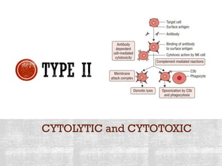 CYTOLYTIC and CYTOTOXIC
 