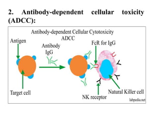 2. Antibody-dependent cellular toxicity
(ADCC):
 