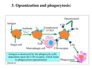 3. Opsonization and phagocytosis:
 