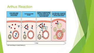Hypersensitivity-Reaction (1).pdf type 1 2 3 and 4 | PDF