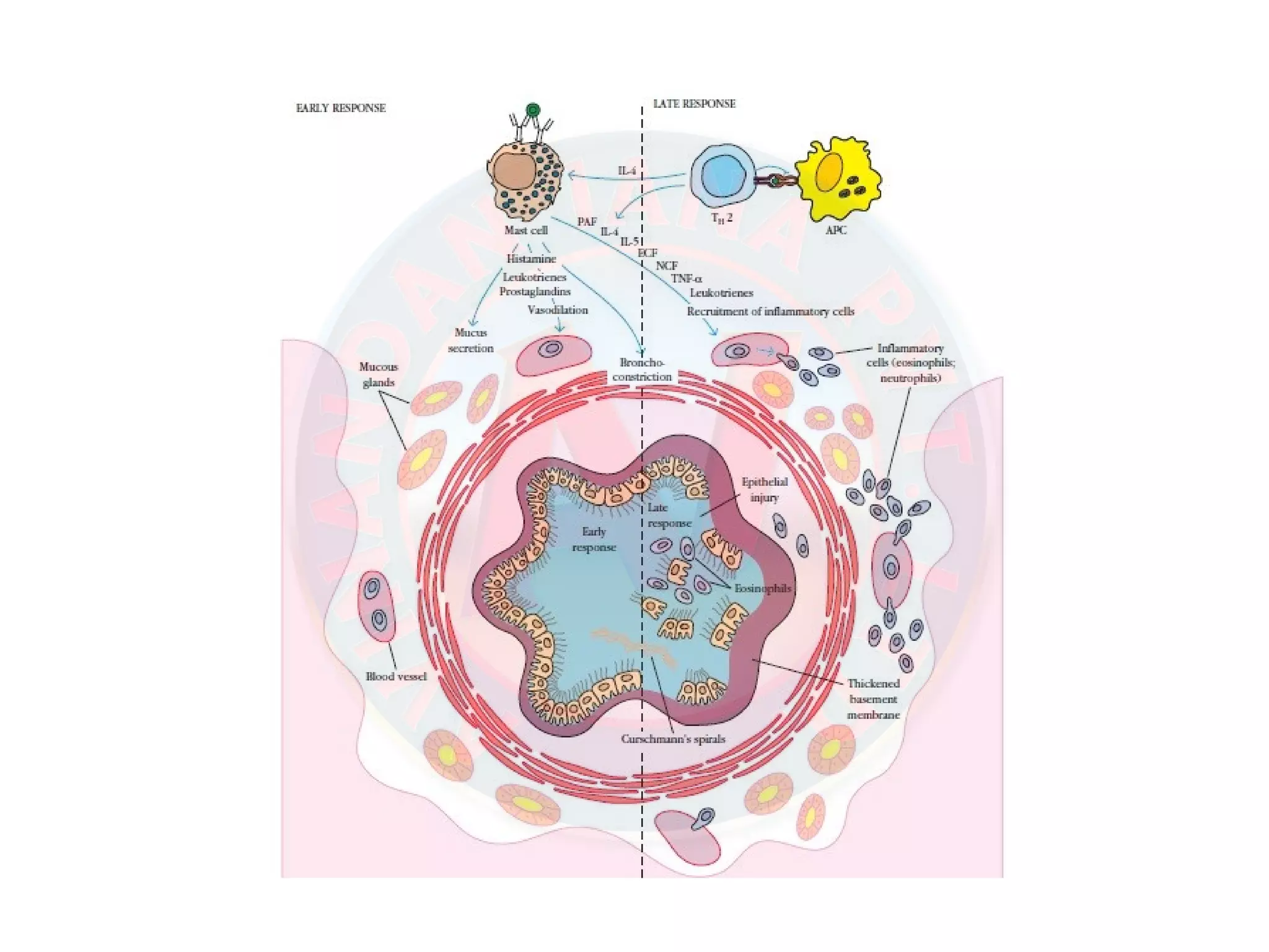 Hypersensitivity (Allergy) - Drug allergy, Contact dermatitis, Allergic ...