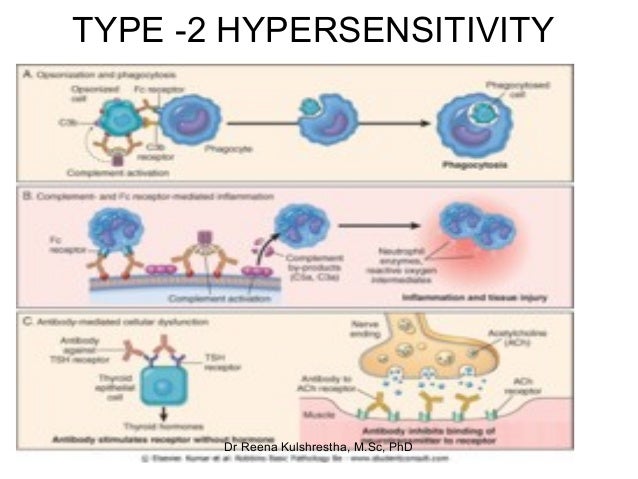 types of hypersensitivity reactions pdf