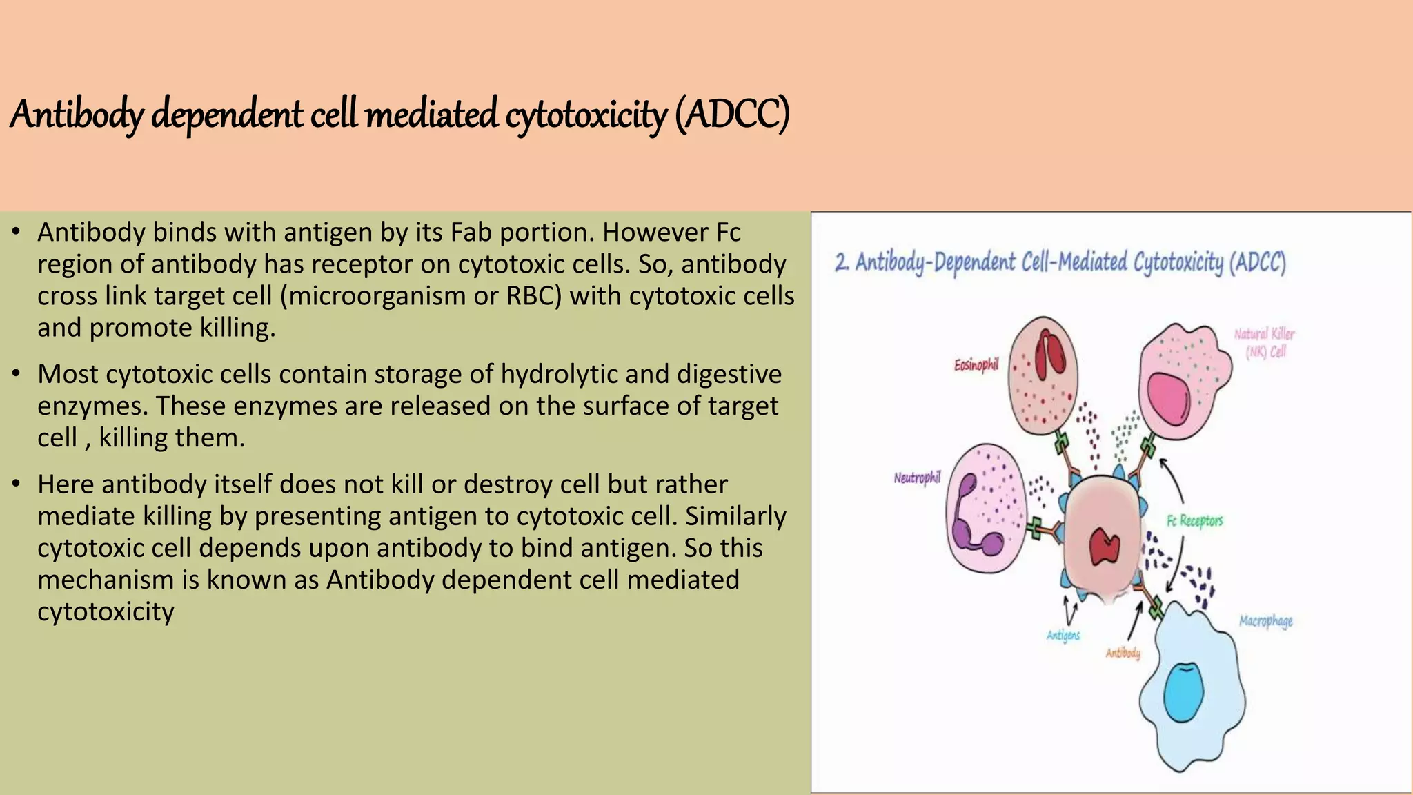 Antibody dependent cell mediatedcytotoxicity (ADCC)
• Antibody binds with antigen by its Fab portion. However Fc
region of antibody has receptor on cytotoxic cells. So, antibody
cross link target cell (microorganism or RBC) with cytotoxic cells
and promote killing.
• Most cytotoxic cells contain storage of hydrolytic and digestive
enzymes. These enzymes are released on the surface of target
cell , killing them.
• Here antibody itself does not kill or destroy cell but rather
mediate killing by presenting antigen to cytotoxic cell. Similarly
cytotoxic cell depends upon antibody to bind antigen. So this
mechanism is known as Antibody dependent cell mediated
cytotoxicity
 