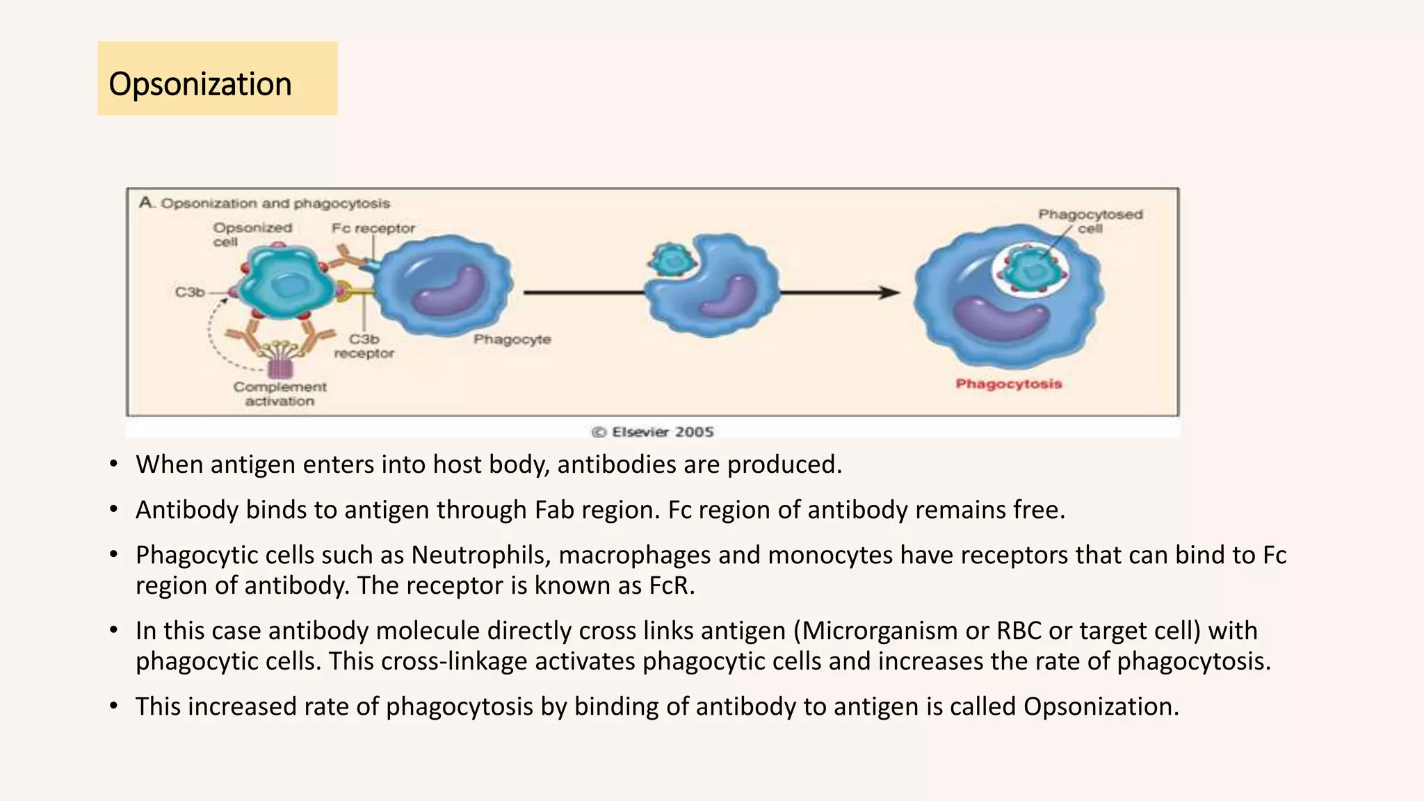 Opsonization
• When antigen enters into host body, antibodies are produced.
• Antibody binds to antigen through Fab region. Fc region of antibody remains free.
• Phagocytic cells such as Neutrophils, macrophages and monocytes have receptors that can bind to Fc
region of antibody. The receptor is known as FcR.
• In this case antibody molecule directly cross links antigen (Microrganism or RBC or target cell) with
phagocytic cells. This cross-linkage activates phagocytic cells and increases the rate of phagocytosis.
• This increased rate of phagocytosis by binding of antibody to antigen is called Opsonization.
 