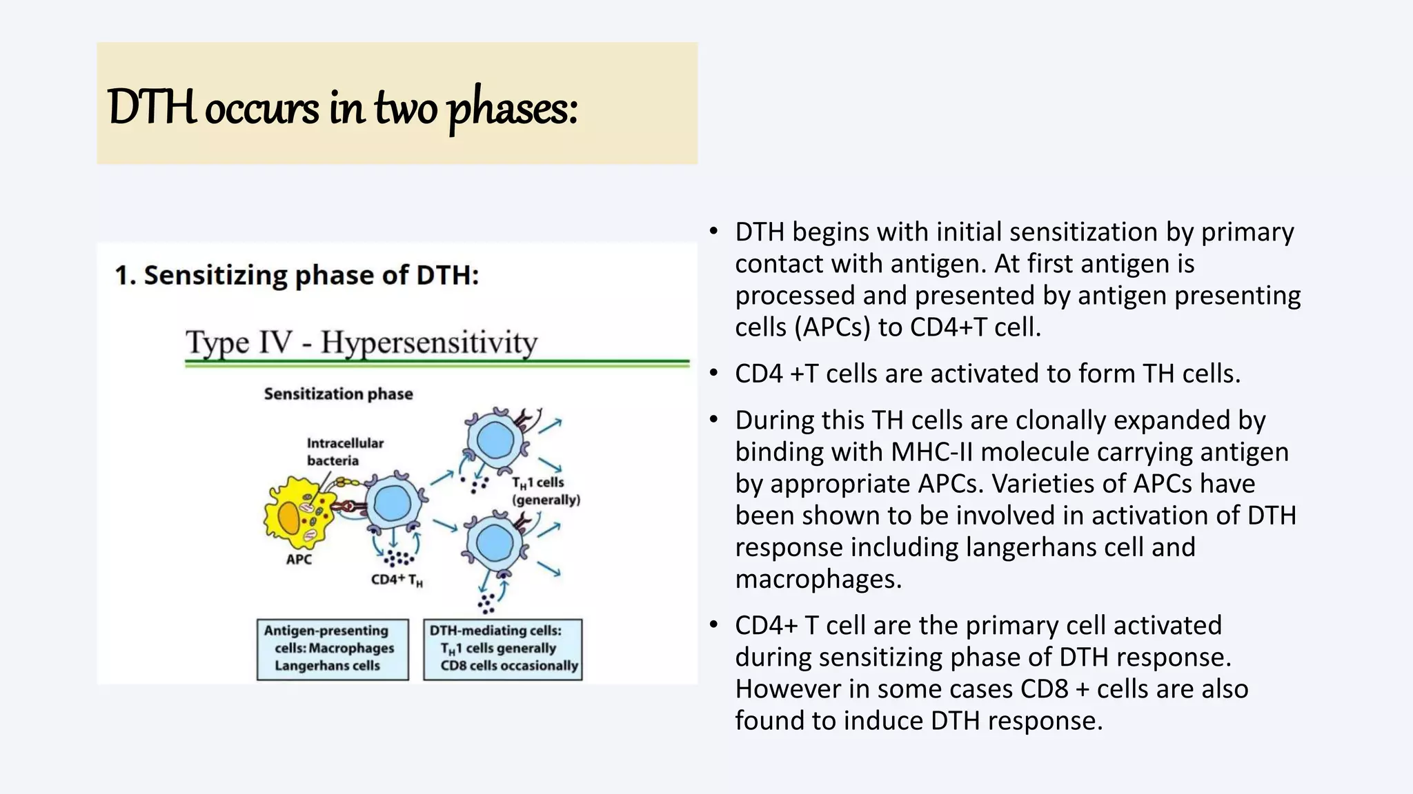 DTH occurs in two phases:
• DTH begins with initial sensitization by primary
contact with antigen. At first antigen is
processed and presented by antigen presenting
cells (APCs) to CD4+T cell.
• CD4 +T cells are activated to form TH cells.
• During this TH cells are clonally expanded by
binding with MHC-II molecule carrying antigen
by appropriate APCs. Varieties of APCs have
been shown to be involved in activation of DTH
response including langerhans cell and
macrophages.
• CD4+ T cell are the primary cell activated
during sensitizing phase of DTH response.
However in some cases CD8 + cells are also
found to induce DTH response.
 